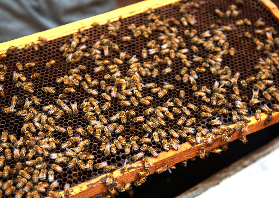 Whats the buzz - Civic welcomes honeybees to our HQ