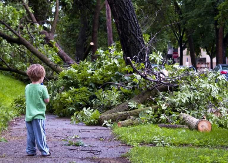 A young boy gazes at the fallen trees in the aftermath of a powerful storm, knowing his family can rely on the Civic Emergency Loan for help with recovery.